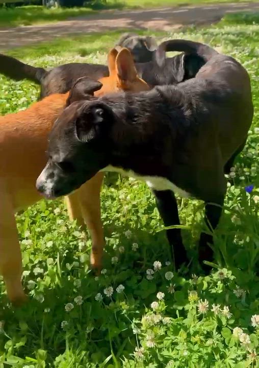 Enlarge Rucker, a ADOPTABLE mixed breed in Somers, CT video 6/6