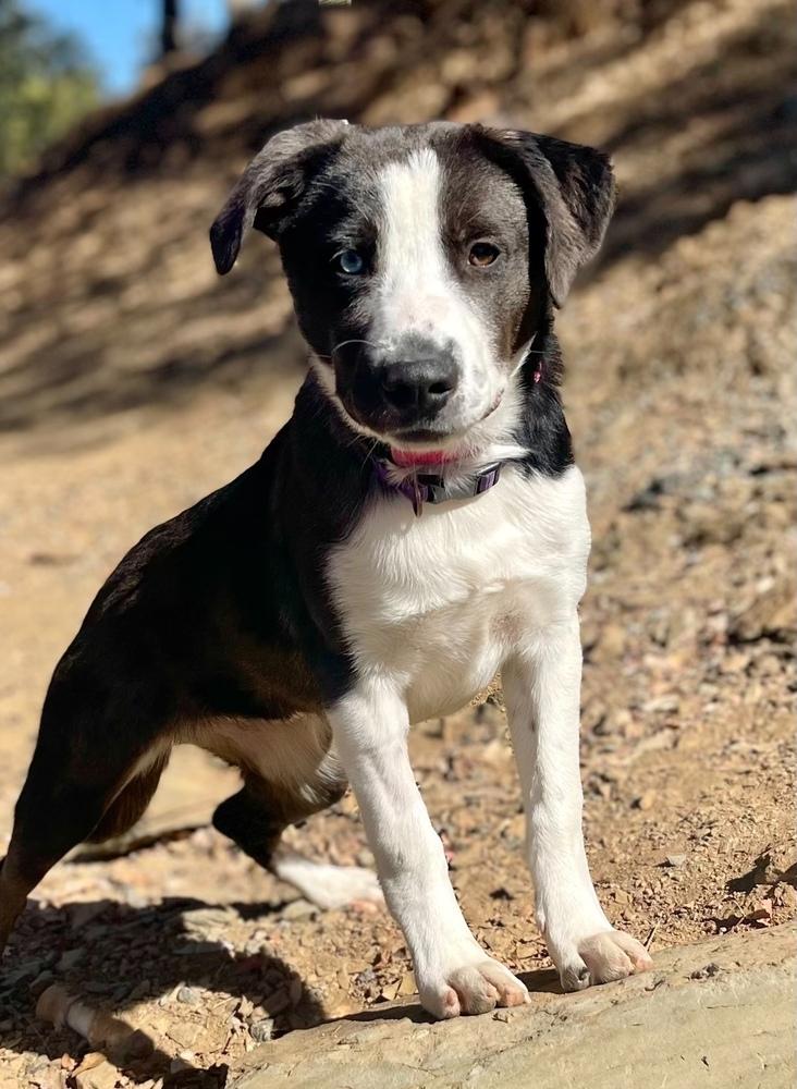 Enlarge Flower, a Adoptable mixed breed in Jamestown, CA image 1/3