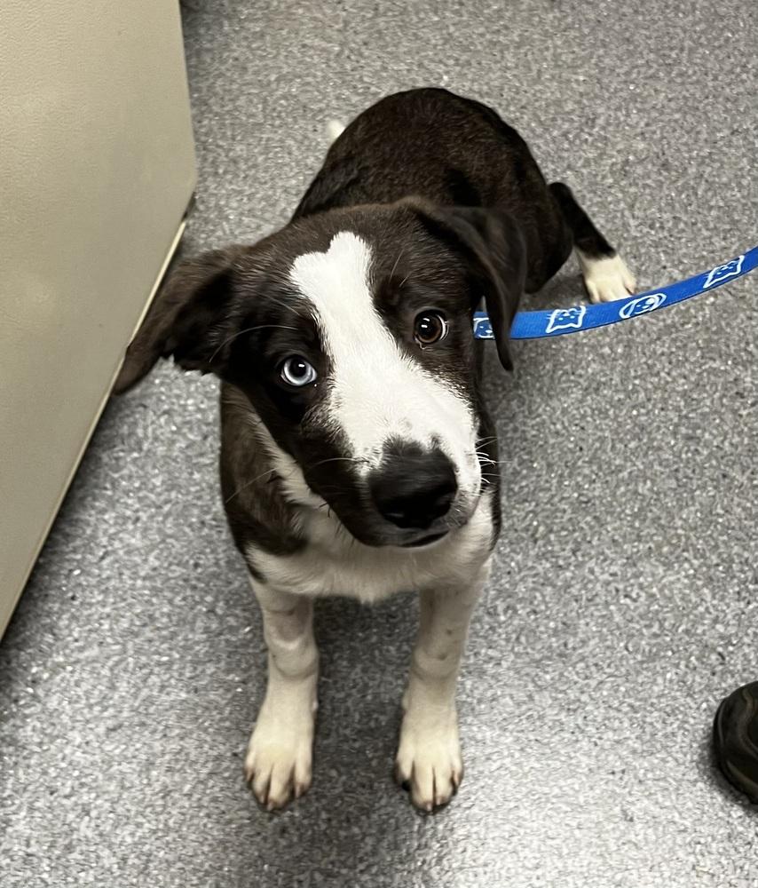 Enlarge Flower, a Adoptable mixed breed in Jamestown, CA image 2/3