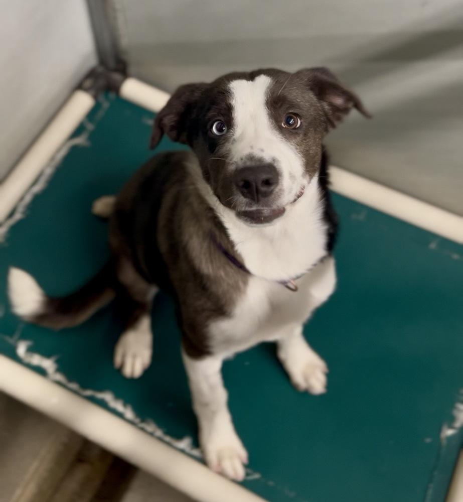 Enlarge Flower, a Adoptable mixed breed in Jamestown, CA image 3/3