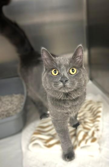 Caramel - 54260, Adopted, Young Female Domestic Medium Hair.