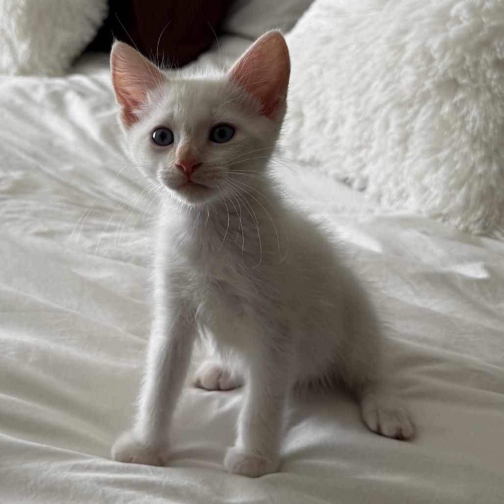 Gandalf (grey), Adoptable, Kitten Male Domestic Short Hair & Siamese.