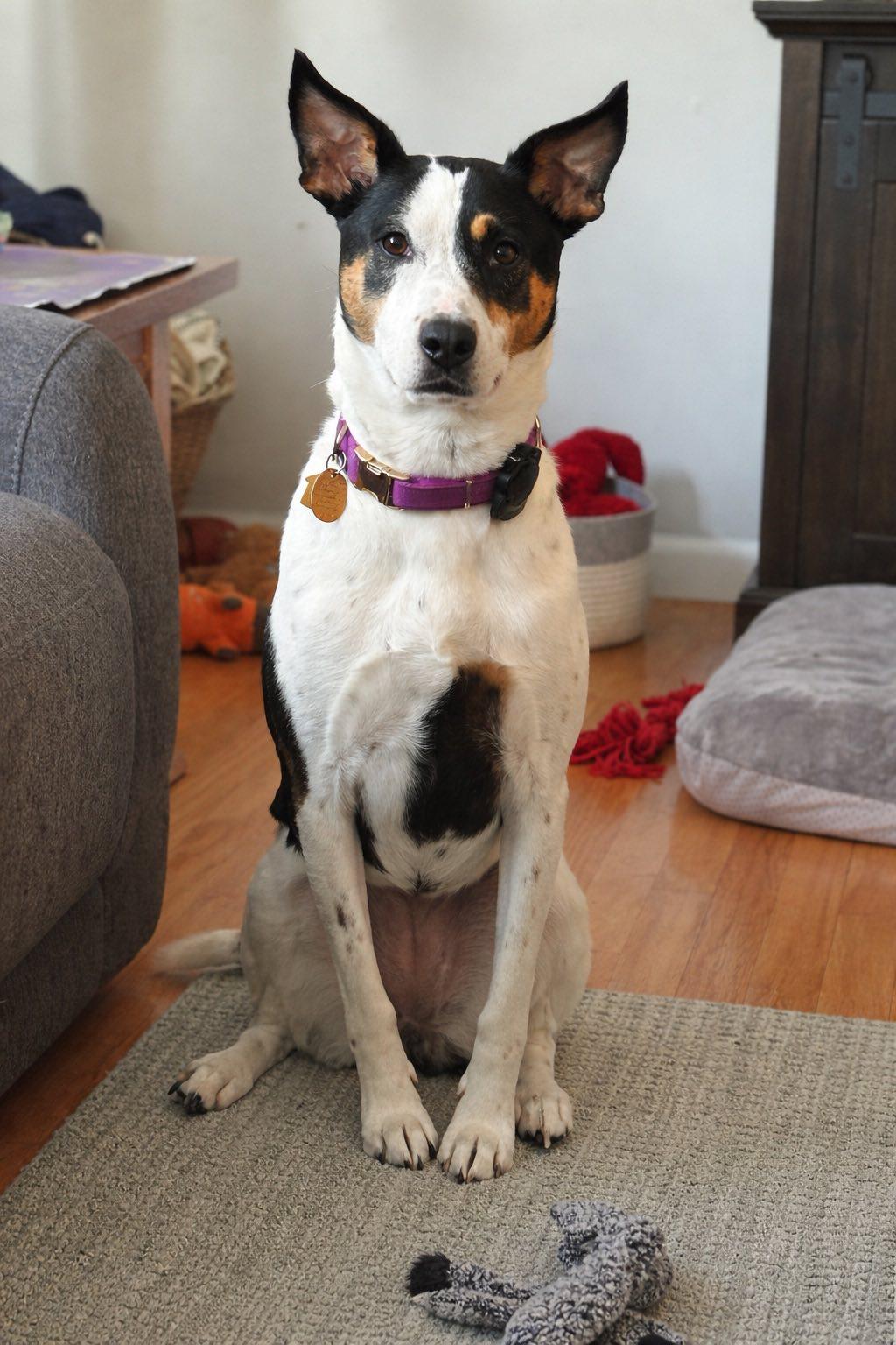 ARYA, ADOPTABLE, Adult Female Australian Cattle Dog / Blue Heeler & Border Collie.