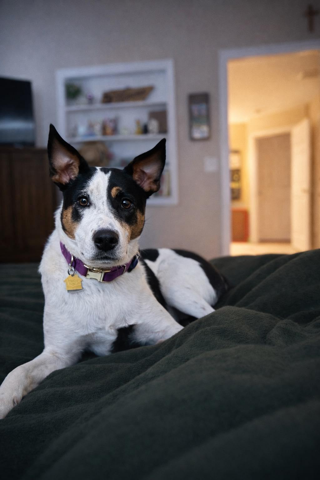 Enlarge ARYA, a ADOPTABLE mixed breed in Branford, CT image 6/6