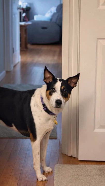 Enlarge ARYA, a ADOPTABLE mixed breed in Branford, CT video 3/6