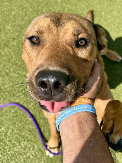 Enlarge Logan the Lion, a Adoptable mixed breed in Wichita, KS image 2/3
