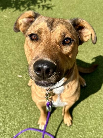 Enlarge Logan the Lion, a Adoptable mixed breed in Wichita, KS image 3/3