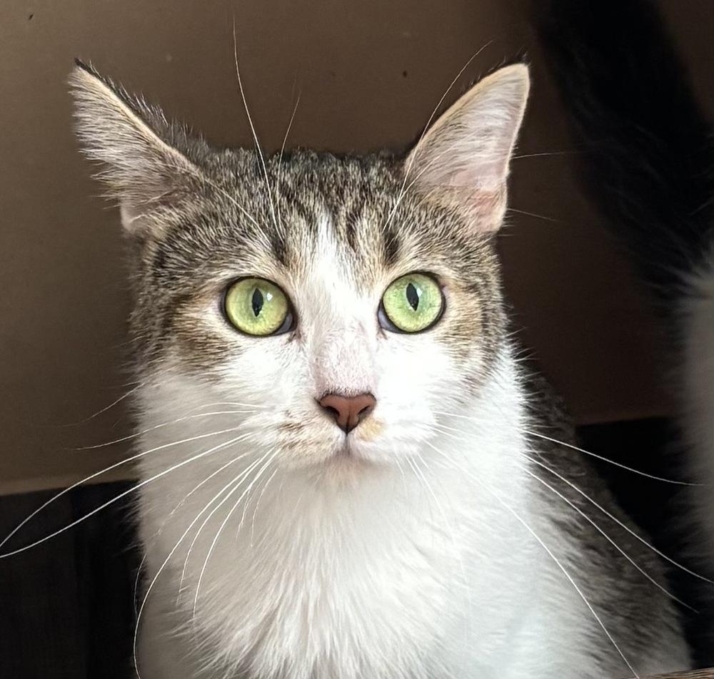 Cookie, Adoptable, Adult Female Domestic Short Hair.