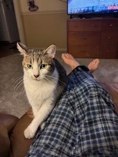 Enlarge Cookie, a Adoptable Domestic Short Hair in Dayton, OH image 2/6