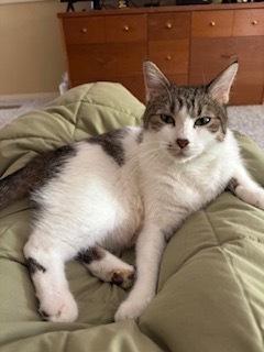 Enlarge Cookie, a Adoptable Domestic Short Hair in Dayton, OH image 4/6