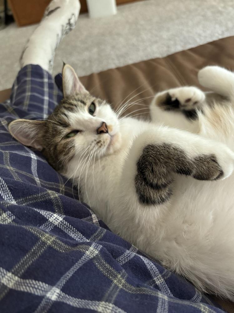 Enlarge Cookie, a Adoptable Domestic Short Hair in Dayton, OH image 5/6