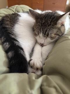 Enlarge Cookie, a Adoptable Domestic Short Hair in Dayton, OH image 6/6