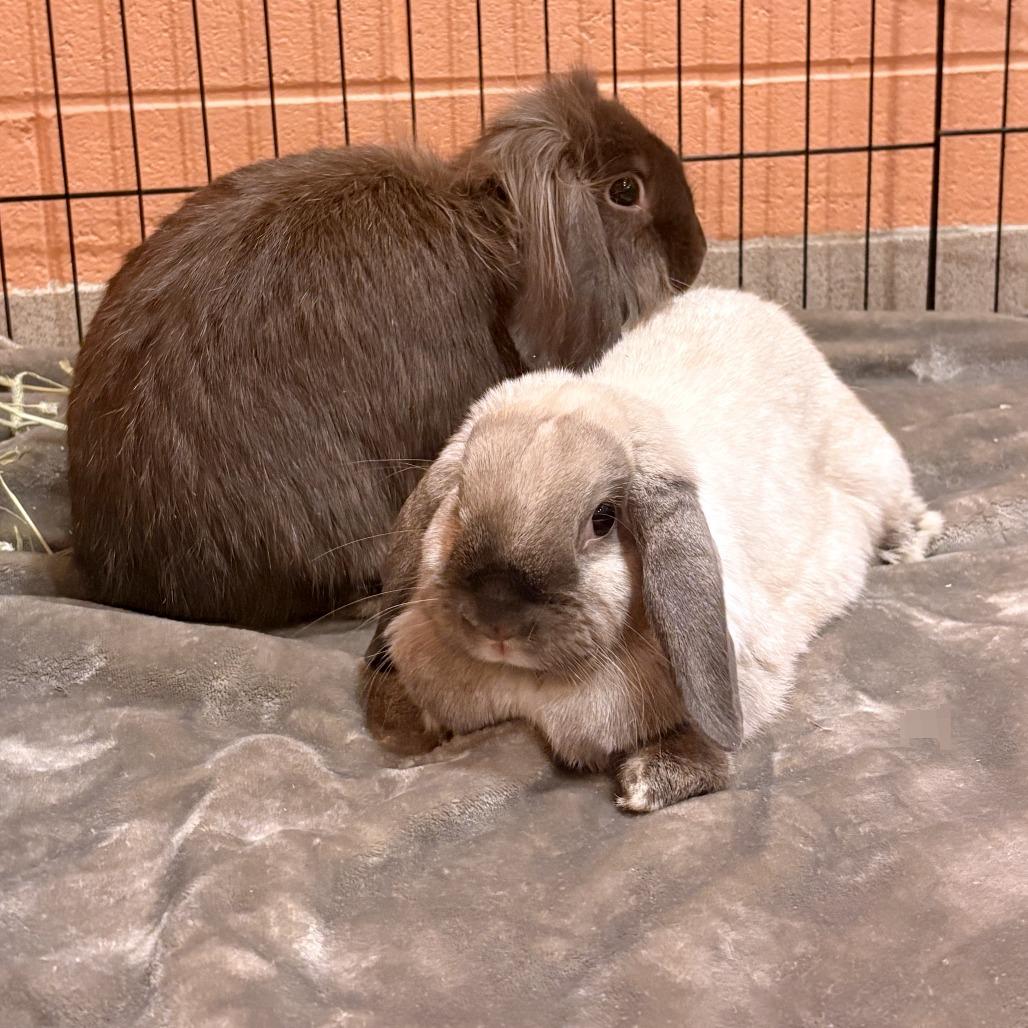Enlarge Saddle - Available from Foster, a Adoptable Mini Lop in South Burlington, VT image 1/6