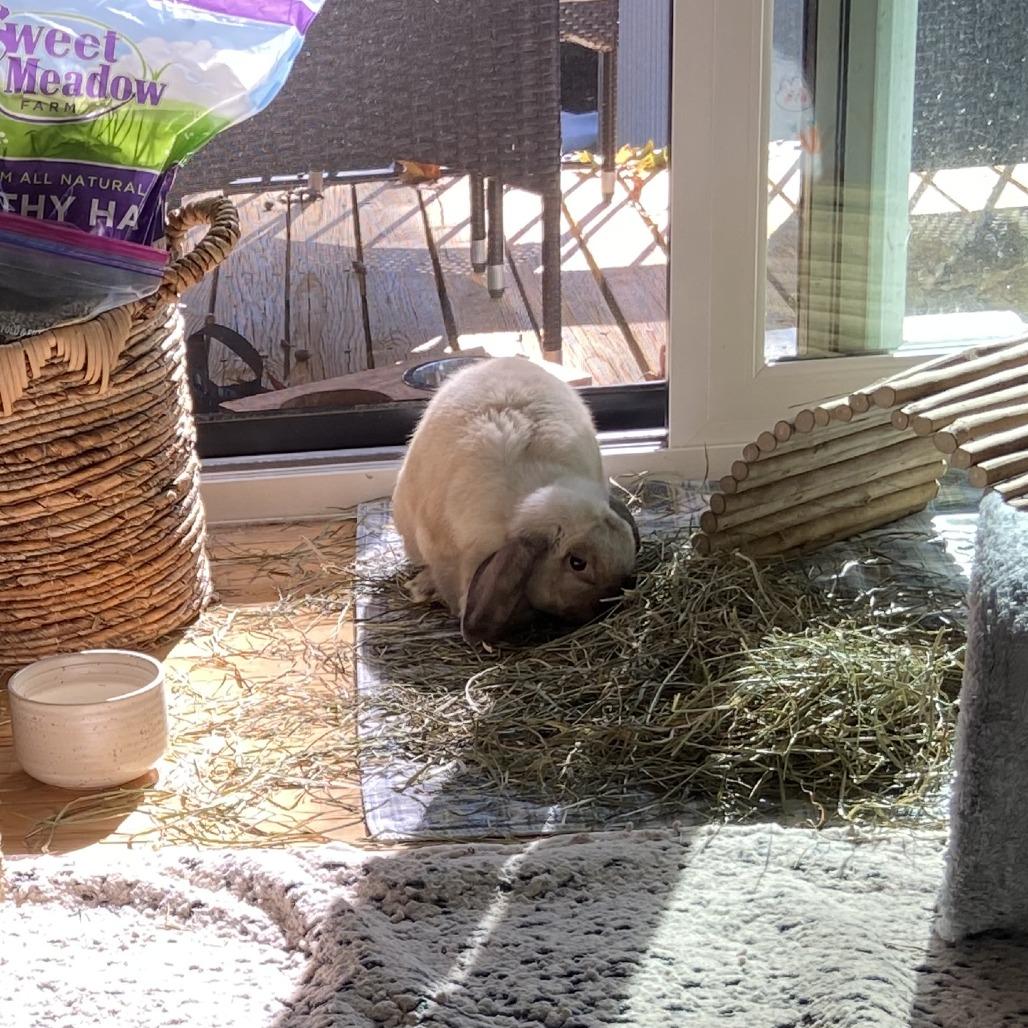 Enlarge Saddle - Available from Foster, a Adoptable Mini Lop in South Burlington, VT image 2/6