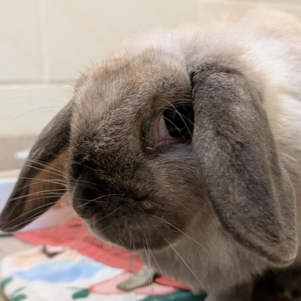 Enlarge Saddle - Available from Foster, a Adoptable Mini Lop in South Burlington, VT image 3/6