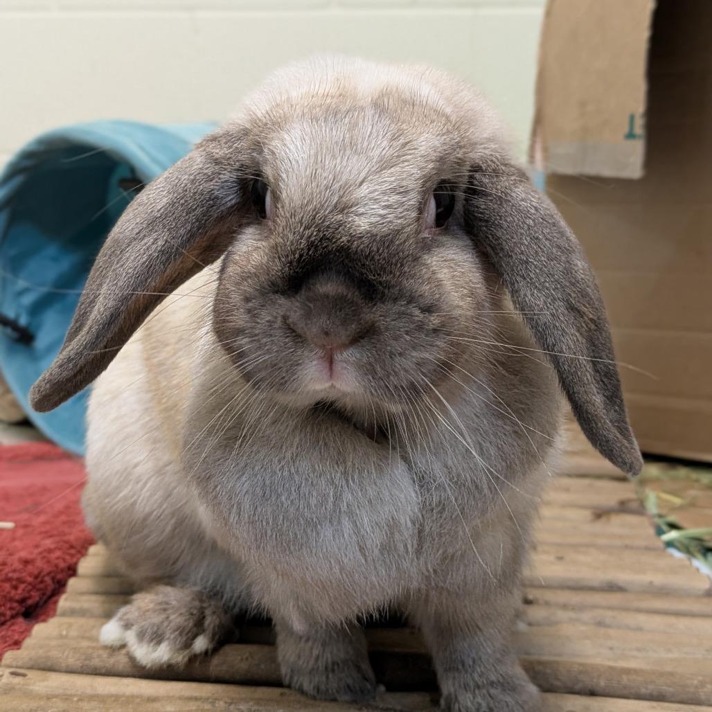 Enlarge Saddle - Available from Foster, a Adoptable Mini Lop in South Burlington, VT image 4/6