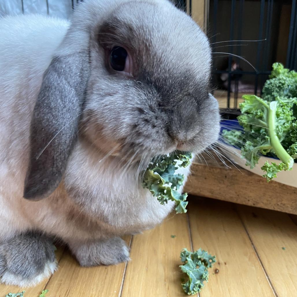 Enlarge Saddle - Available from Foster, a Adoptable Mini Lop in South Burlington, VT image 4/6