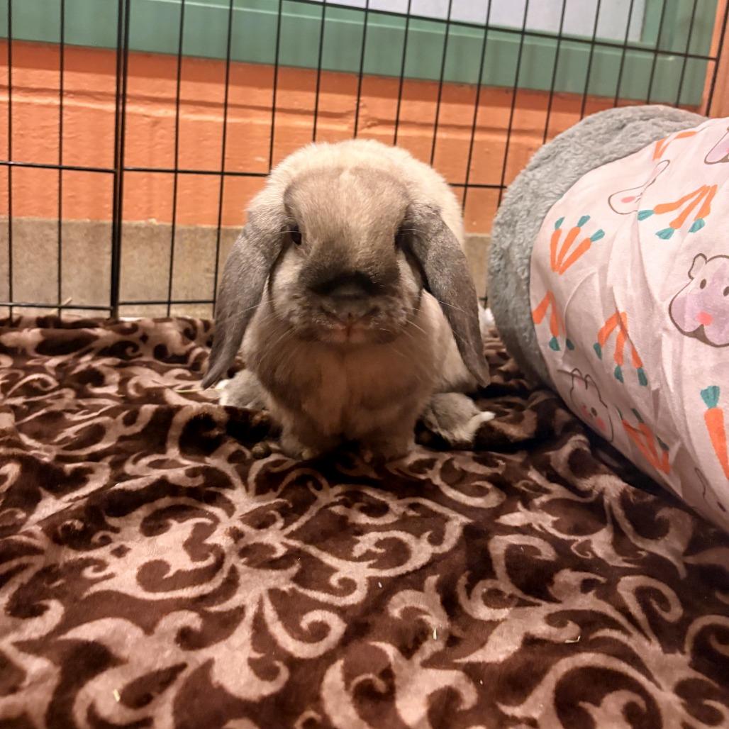 Enlarge Saddle - Available from Foster, a Adoptable Mini Lop in South Burlington, VT image 4/6
