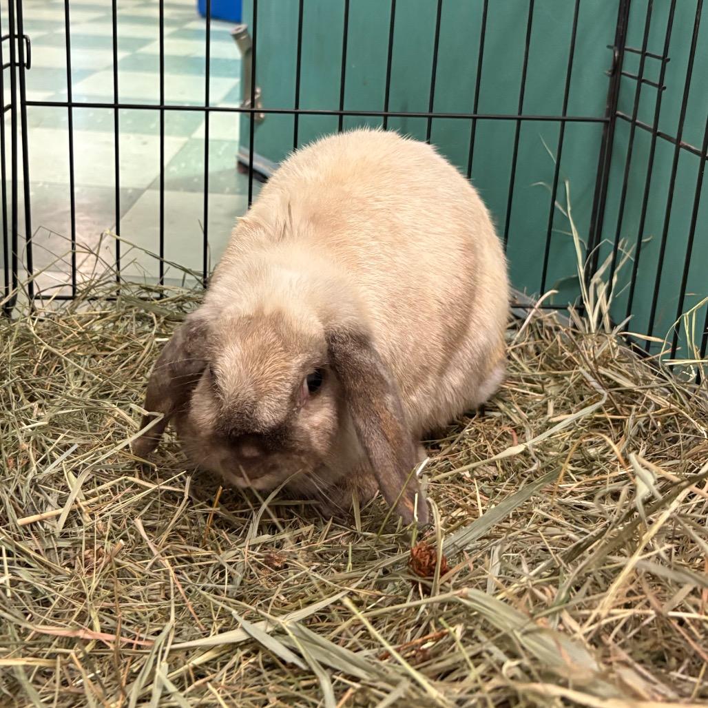 Enlarge Saddle - Available from Foster, a Adoptable Mini Lop in South Burlington, VT image 6/6