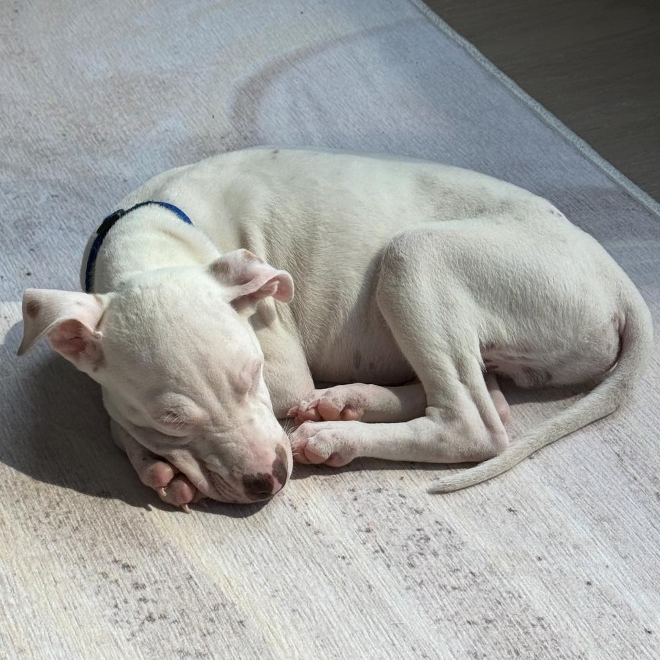 Enlarge Dewey, The Curious Brother, a Adoptable mixed breed in Brooklyn, NY image 6/6