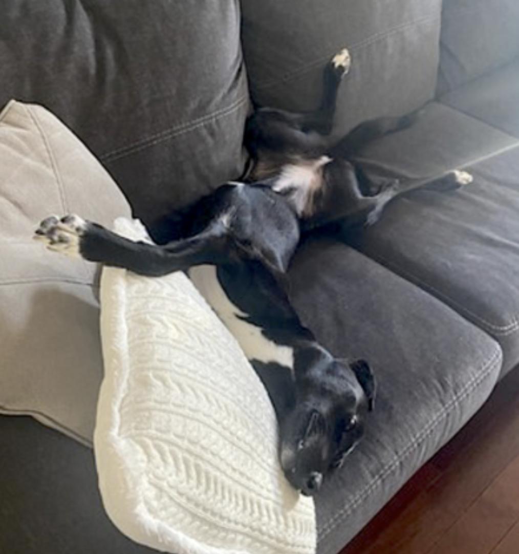 Bella, an adoptable Saluki, Labrador Retriever in Portsmouth, VA, 23704 | Photo Image 5