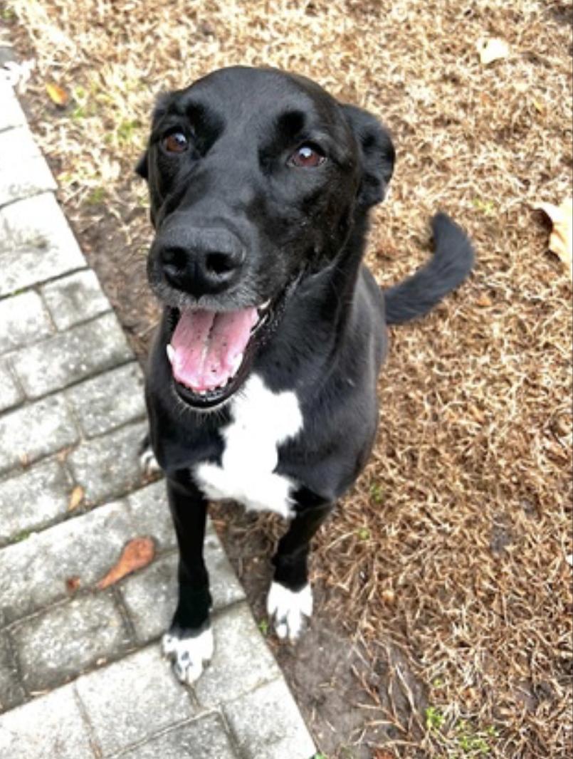 Bella, an adoptable Saluki, Labrador Retriever in Portsmouth, VA, 23704 | Photo Image 2