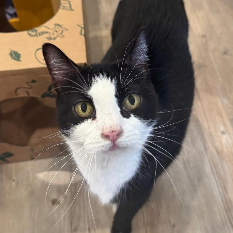 Mercury, Adoptable, Senior Female Domestic Short Hair.