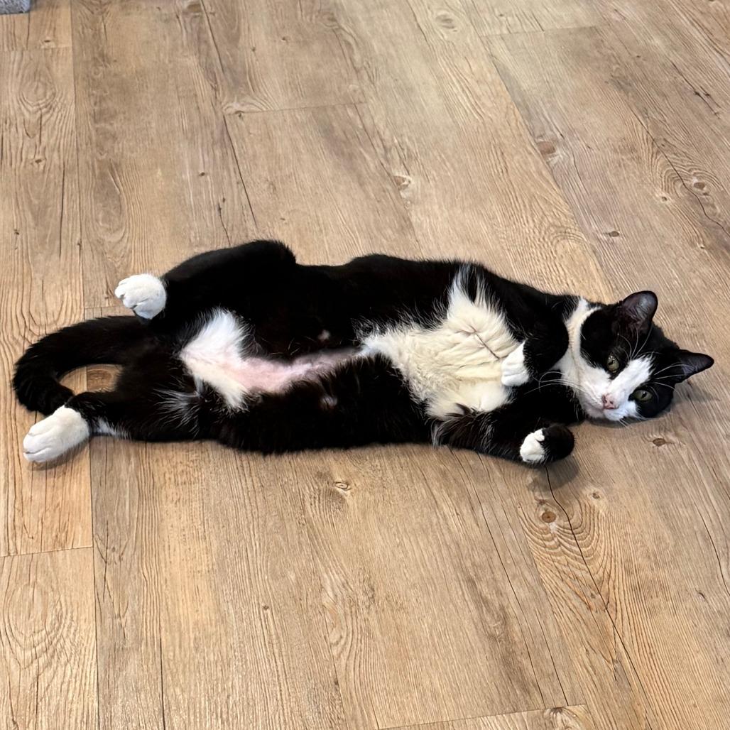 Enlarge Mercury, a Adoptable Domestic Short Hair in Saint Charles, MO image 2/6