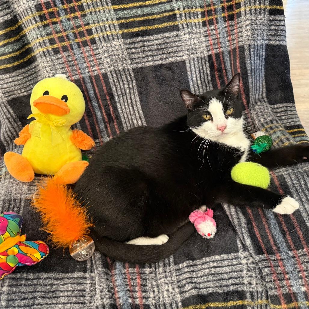 Enlarge Mercury, a Adoptable Domestic Short Hair in Saint Charles, MO image 3/6