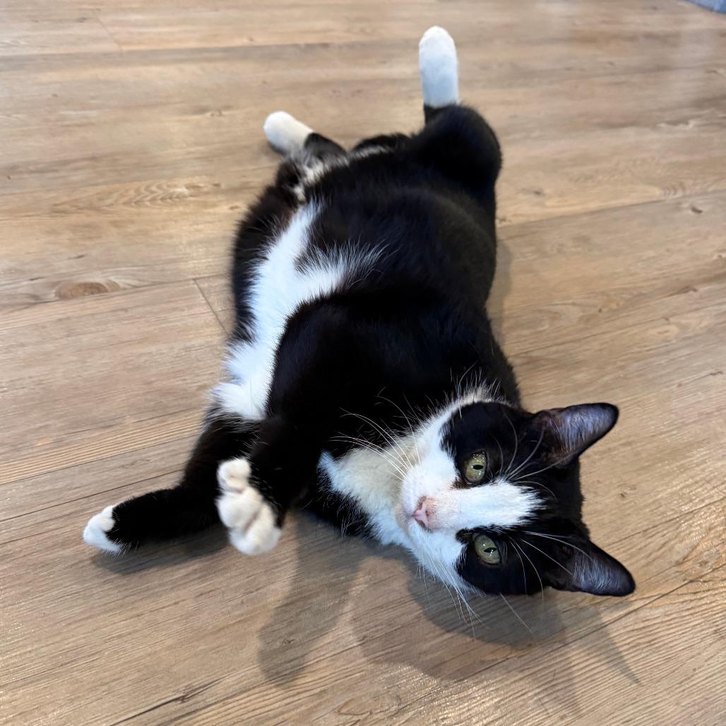 Enlarge Mercury, a Adoptable Domestic Short Hair in Saint Charles, MO image 4/6