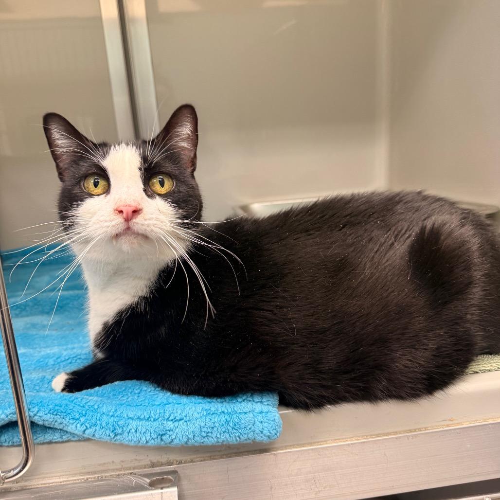 Enlarge Mercury, a Adoptable Domestic Short Hair in Saint Charles, MO image 5/6