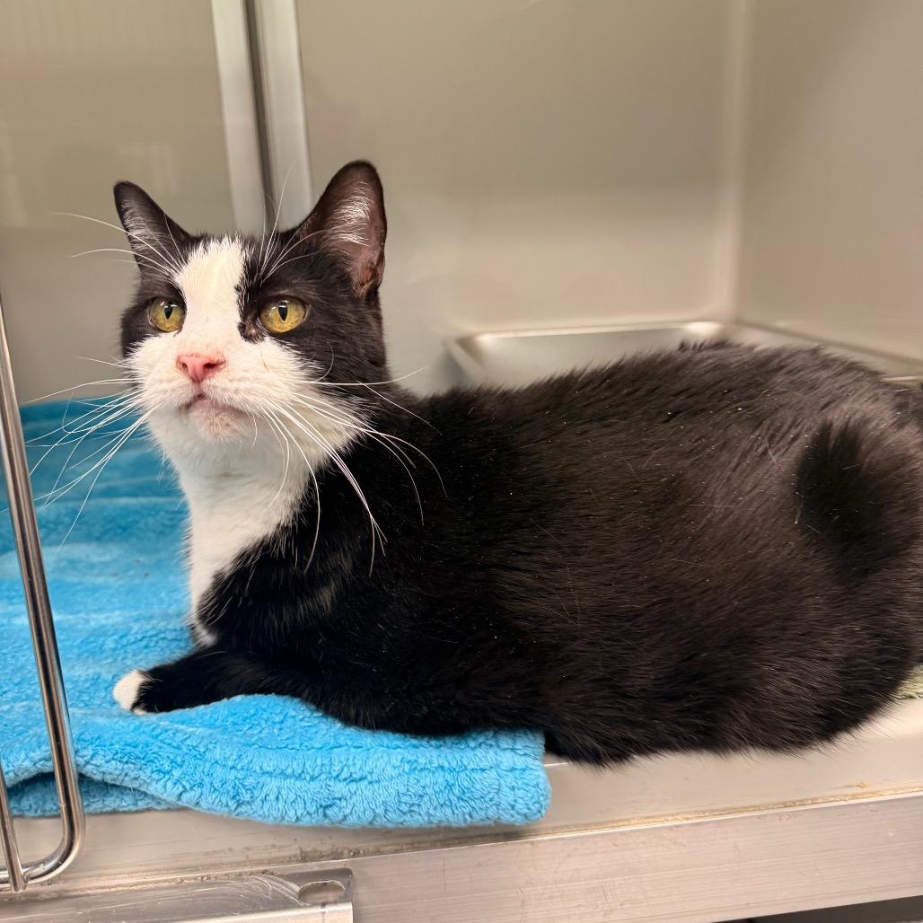 Enlarge Mercury, a Adoptable Domestic Short Hair in Saint Charles, MO image 6/6