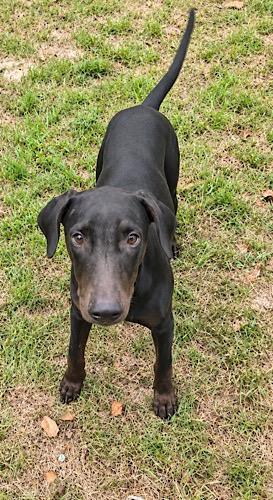 Enlarge Raven 29, a Adoptable mixed breed in Killingworth, CT image 4/5