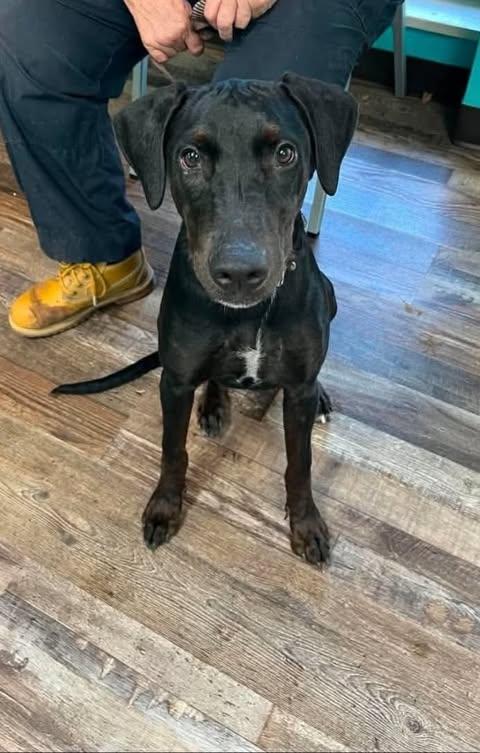 Raven 29, Adoptable, Young Female Black Labrador Retriever.