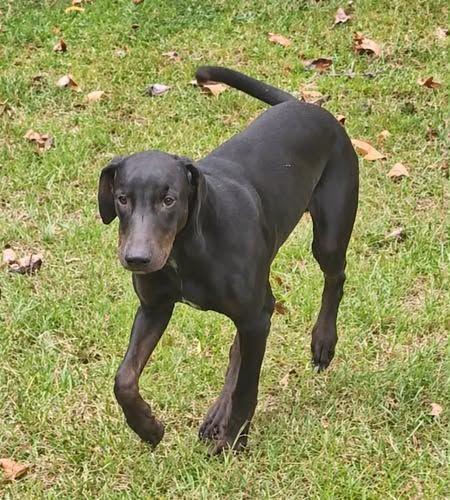 Enlarge Raven 29, a Adoptable mixed breed in Killingworth, CT image 2/5