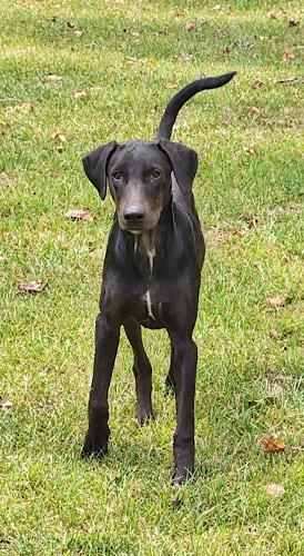 Enlarge Raven 29, a Adoptable mixed breed in Killingworth, CT image 3/5