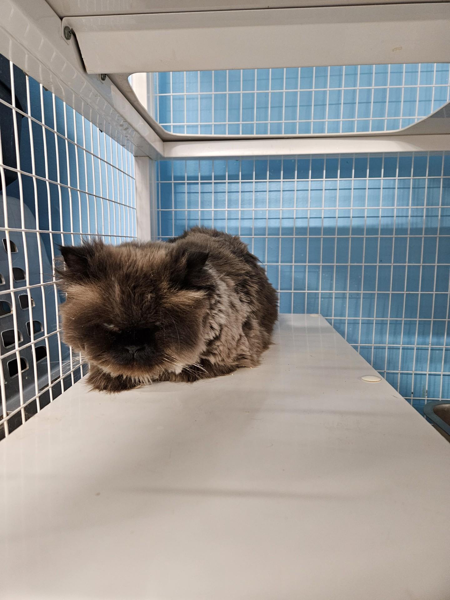 Enlarge Rinchen & Tenzin BONDED PAIR, a ADOPTABLE Himalayan in Claremont, NH image 1/2