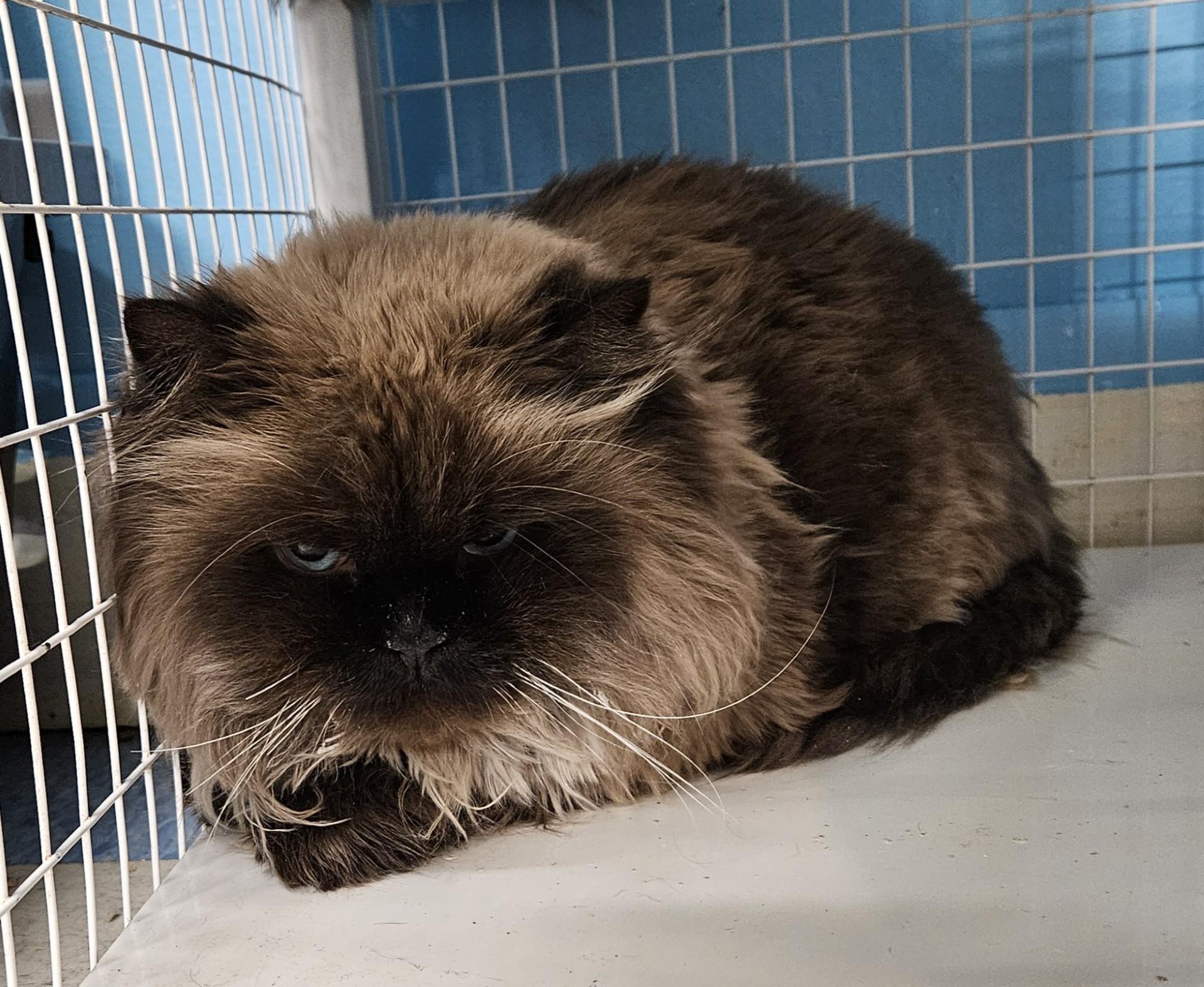 Enlarge Rinchen & Tenzin BONDED PAIR, a ADOPTABLE Himalayan in Claremont, NH image 2/2