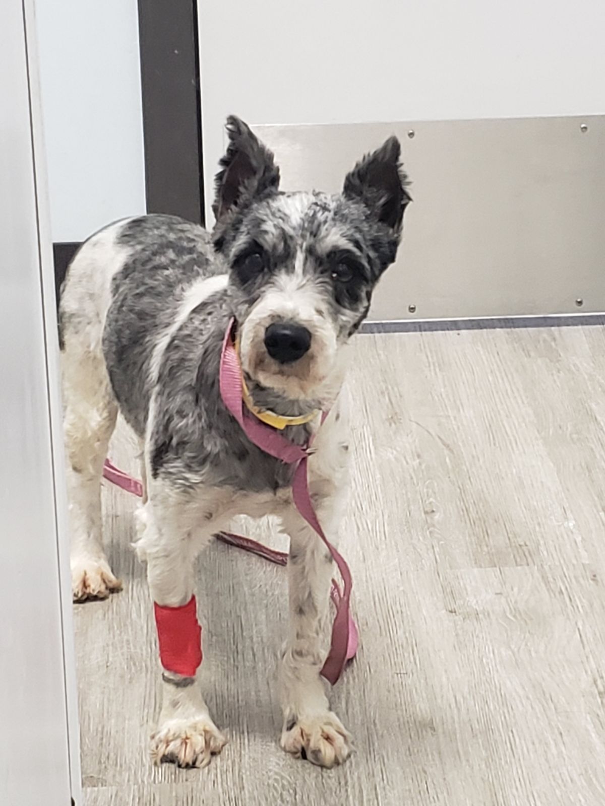 Mini Schnauzer Rescue Texas 24 - qtq1iya