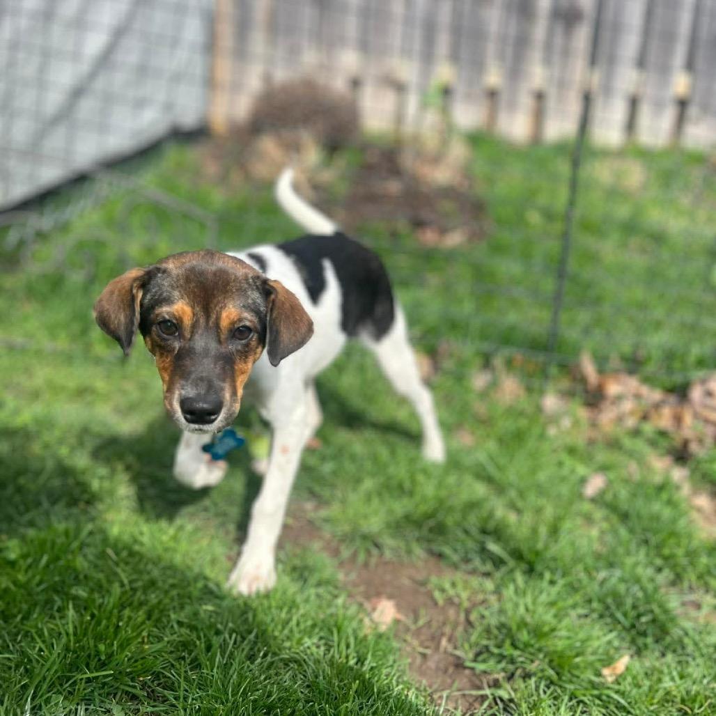 Enlarge Catskill, a Adoptable mixed breed in St. Charles, IL image 2/6