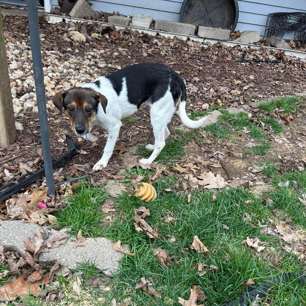 Enlarge Catskill, a Adoptable mixed breed in St. Charles, IL image 4/6