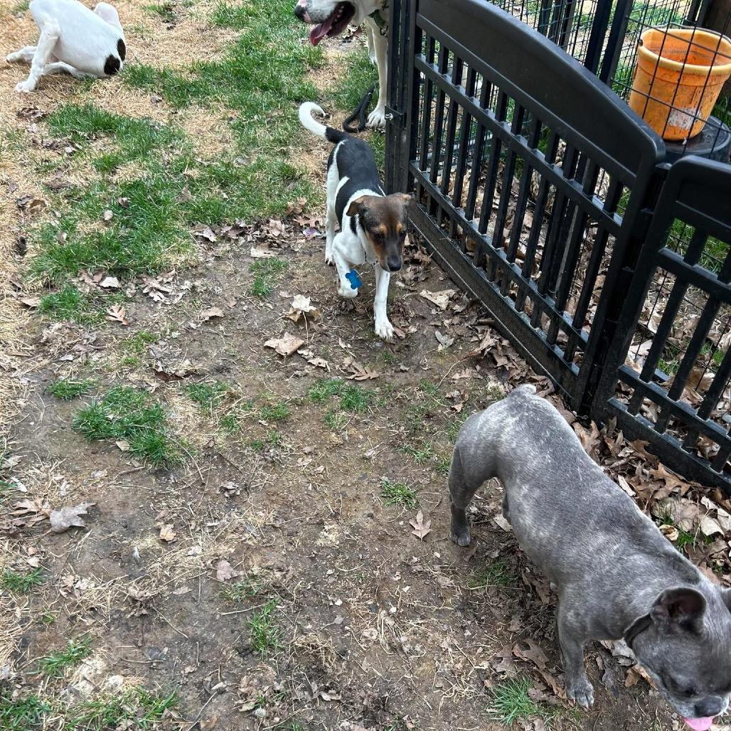 Enlarge Catskill, a Adoptable mixed breed in St. Charles, IL image 5/6