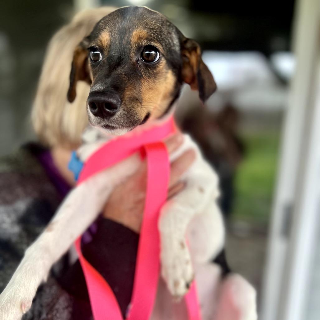 Enlarge Catskill, a Adoptable mixed breed in St. Charles, IL image 6/6