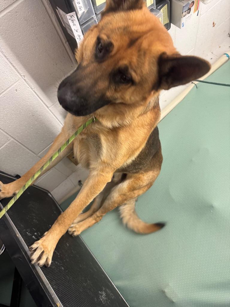 Enlarge Duke -Adoptable Awaiting S/N, a Adoptable German Shepherd Dog in Chickamauga , GA image 1/3