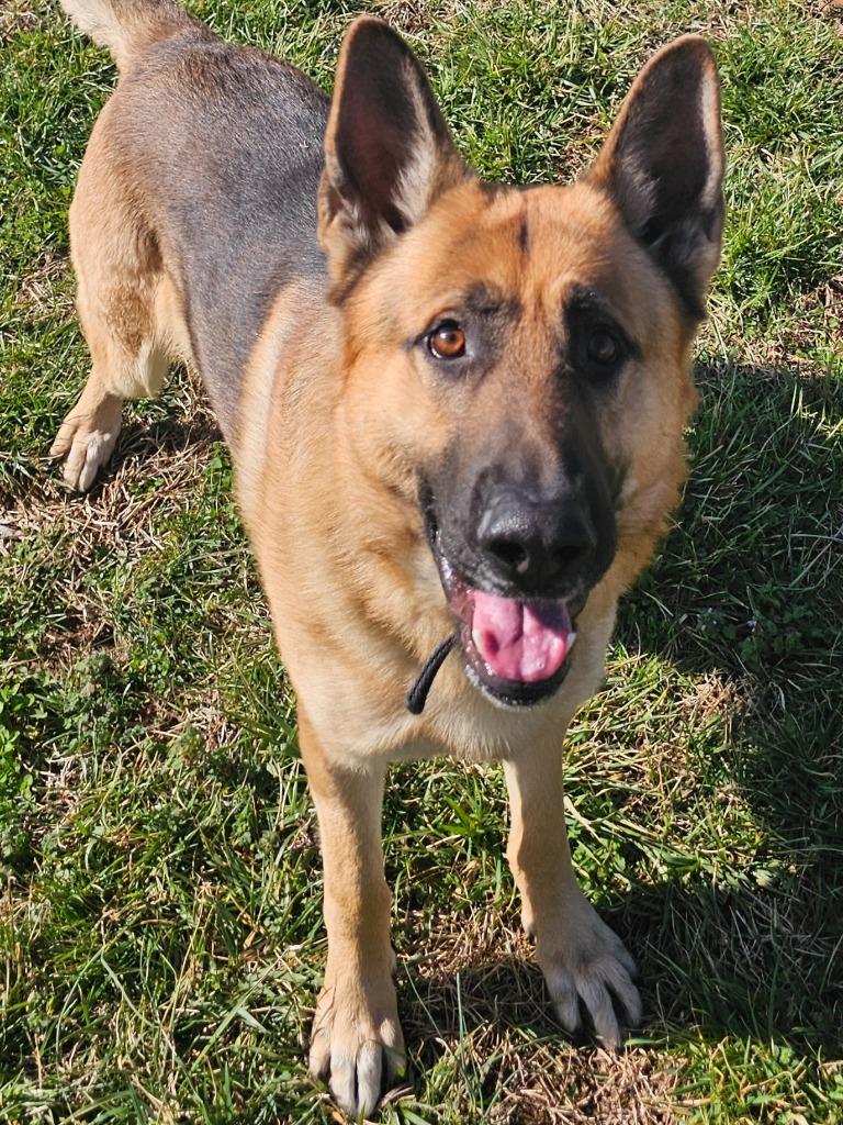 Enlarge Duke -Adoptable Awaiting S/N, a Adoptable German Shepherd Dog in Chickamauga , GA image 2/3
