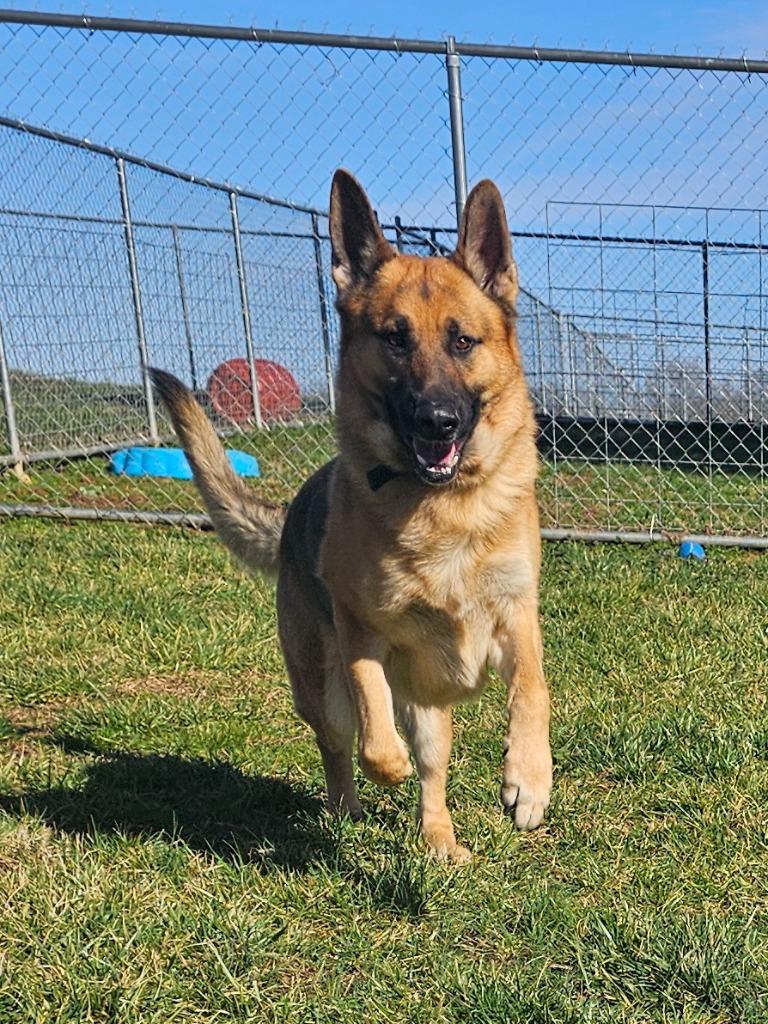 Enlarge Duke -Adoptable Awaiting S/N, a Adoptable German Shepherd Dog in Chickamauga , GA image 3/3