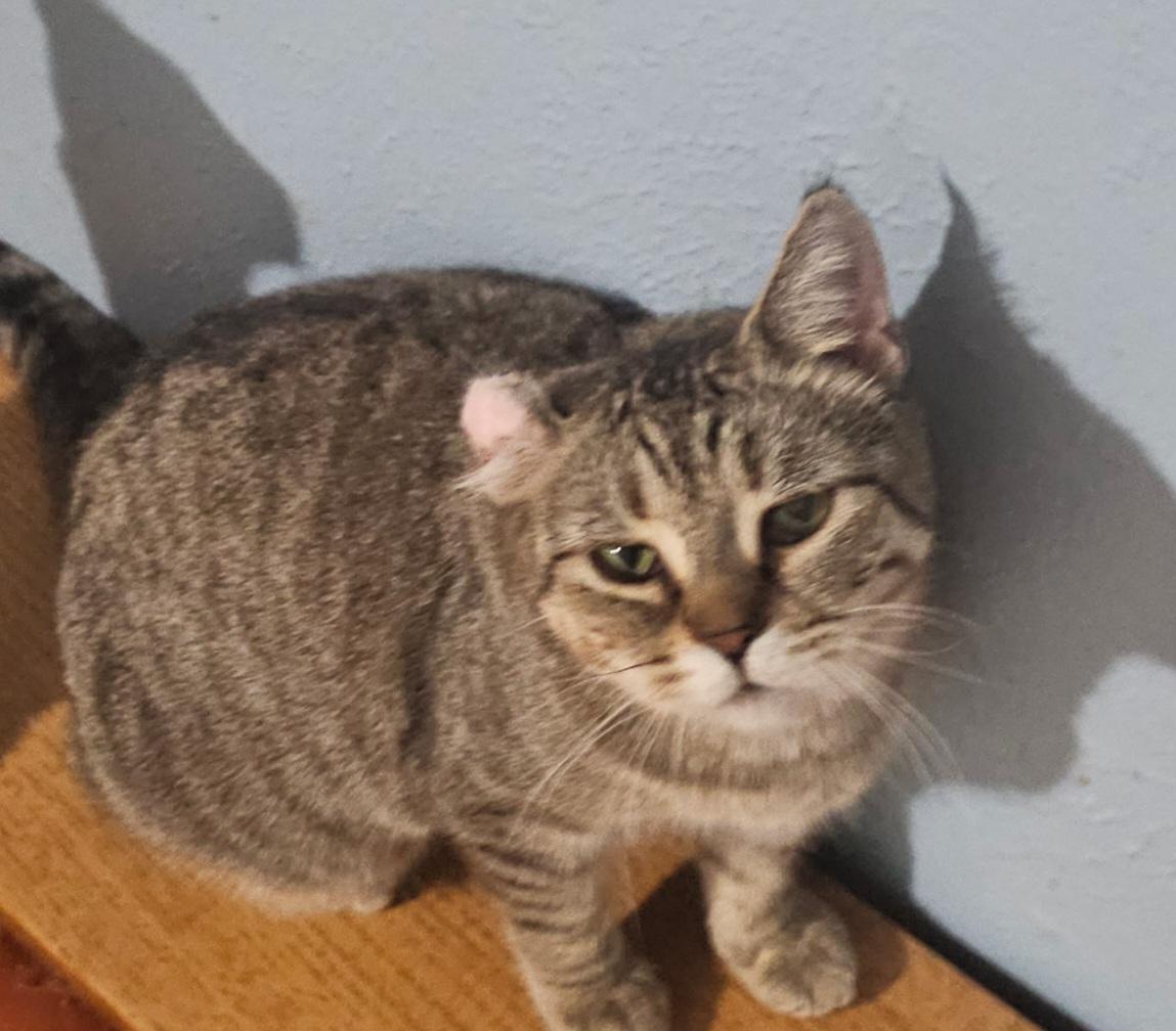 Toffee, Adoptable, Young Female Domestic Short Hair.