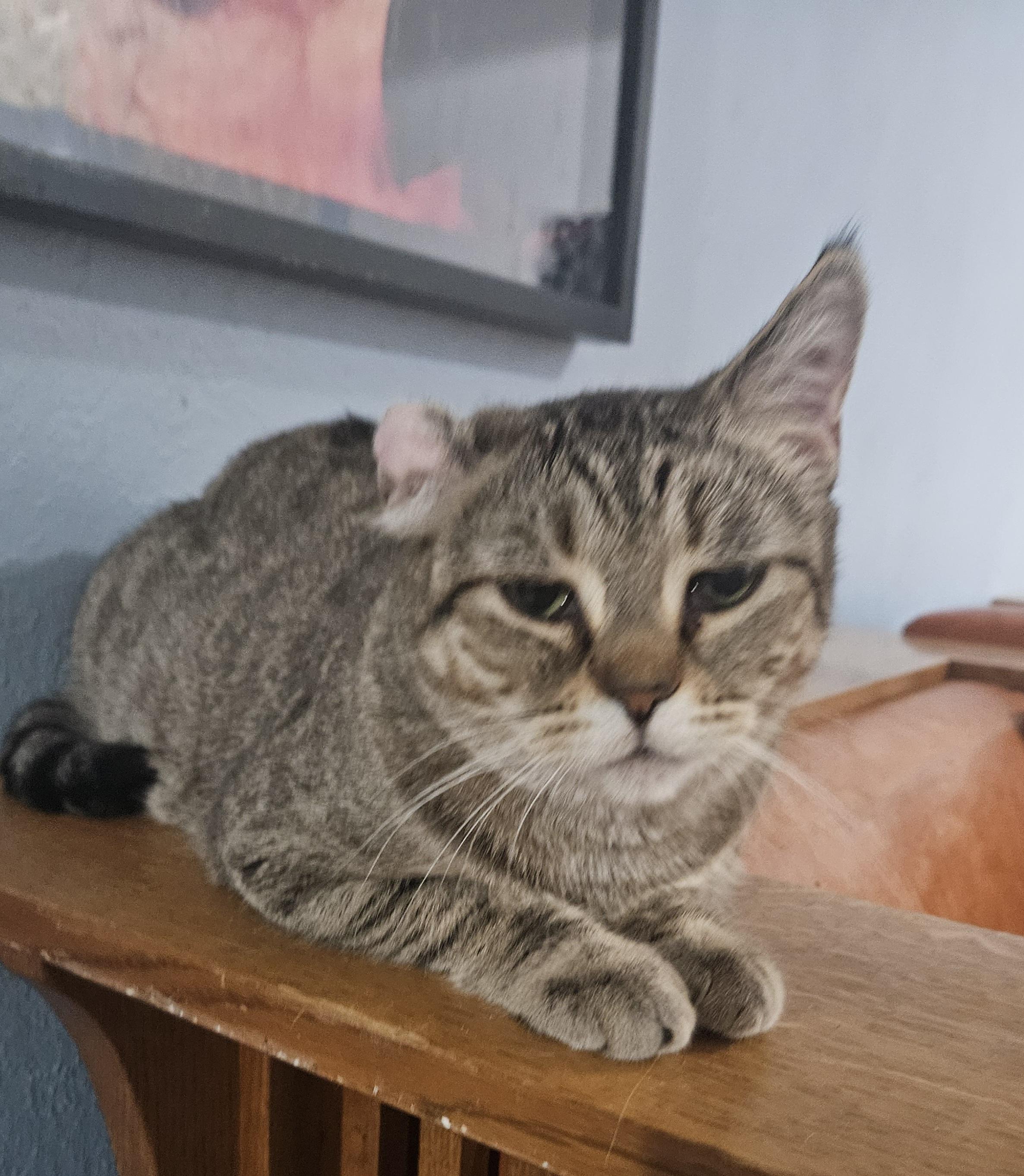 Toffee, Adoptable, Young Female Domestic Short Hair.