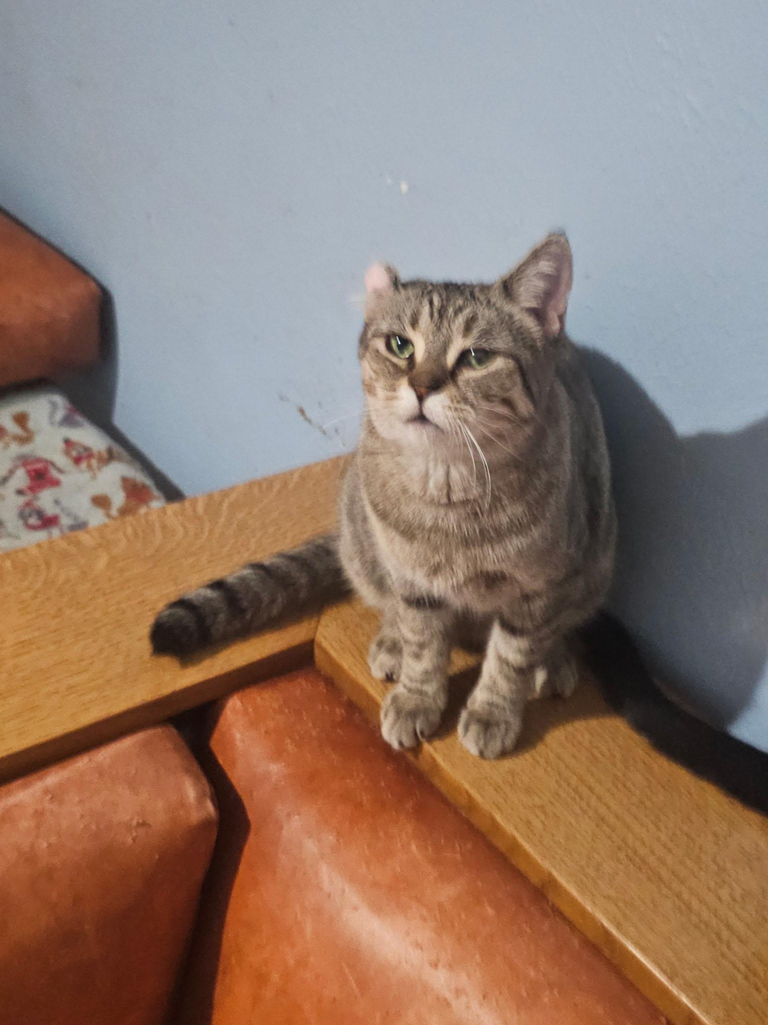 Toffee, Adoptable, Young Female Domestic Short Hair.