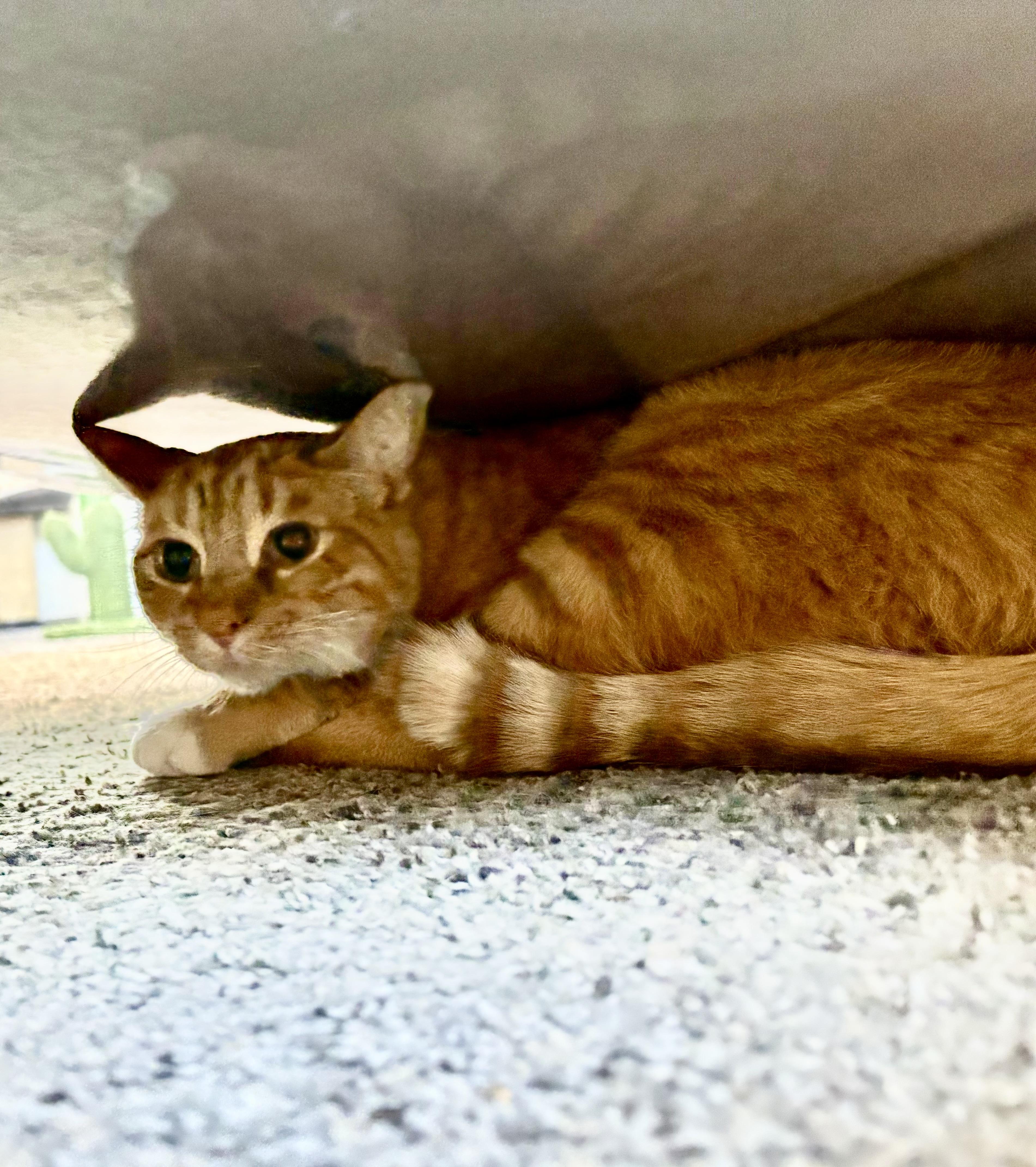 Sammy, adopted, Young Male Domestic Short Hair.